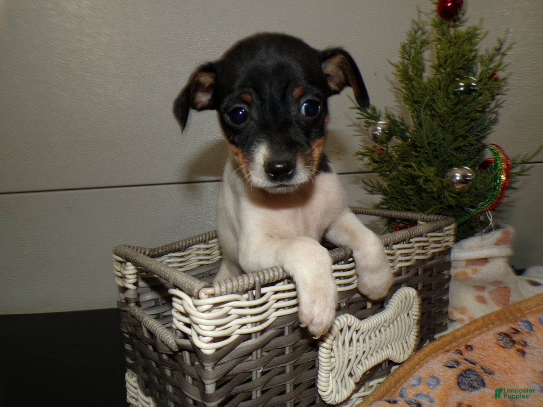 Rat Terrier dogs for sale: Rat Terrier Puppy 1 Rudy - Ad 5