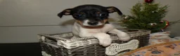 Rat Terrier dogs for sale: Rat Terrier Puppy 1 Rudy - Ad 5