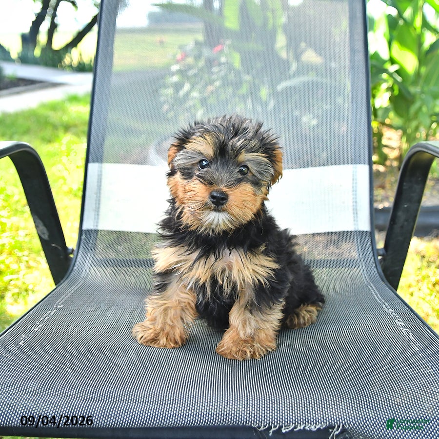 Yorkshire Terrier dogs Rex - Ad 2