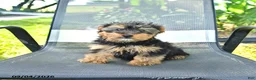 Yorkshire Terrier dogs for sale: Rex - Ad 2