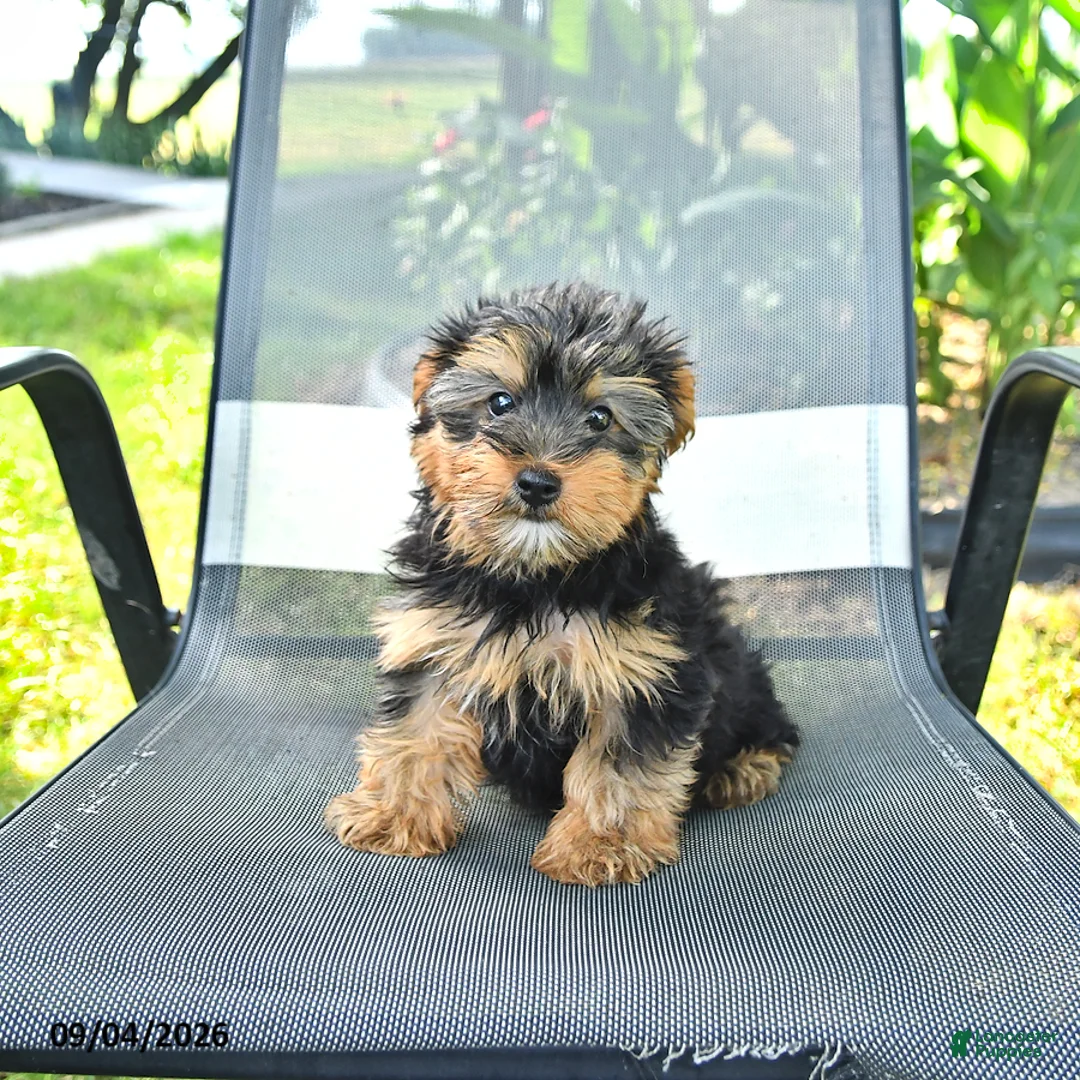 Yorkshire Terrier dogs for sale: Rex - Ad 2