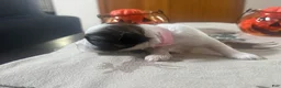 Teddy Bear dogs for sale: Teddy Bear pink female  - Ad 4