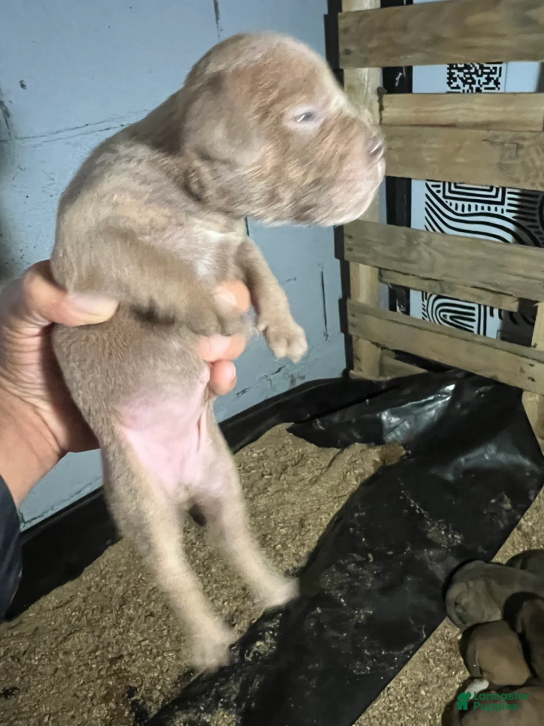 Olde English Bulldogge dogs for sale: Red seal female-Available  - Ad 2