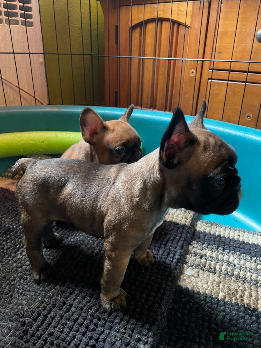French Bulldog dogs for sale: Jovia - Ad 2