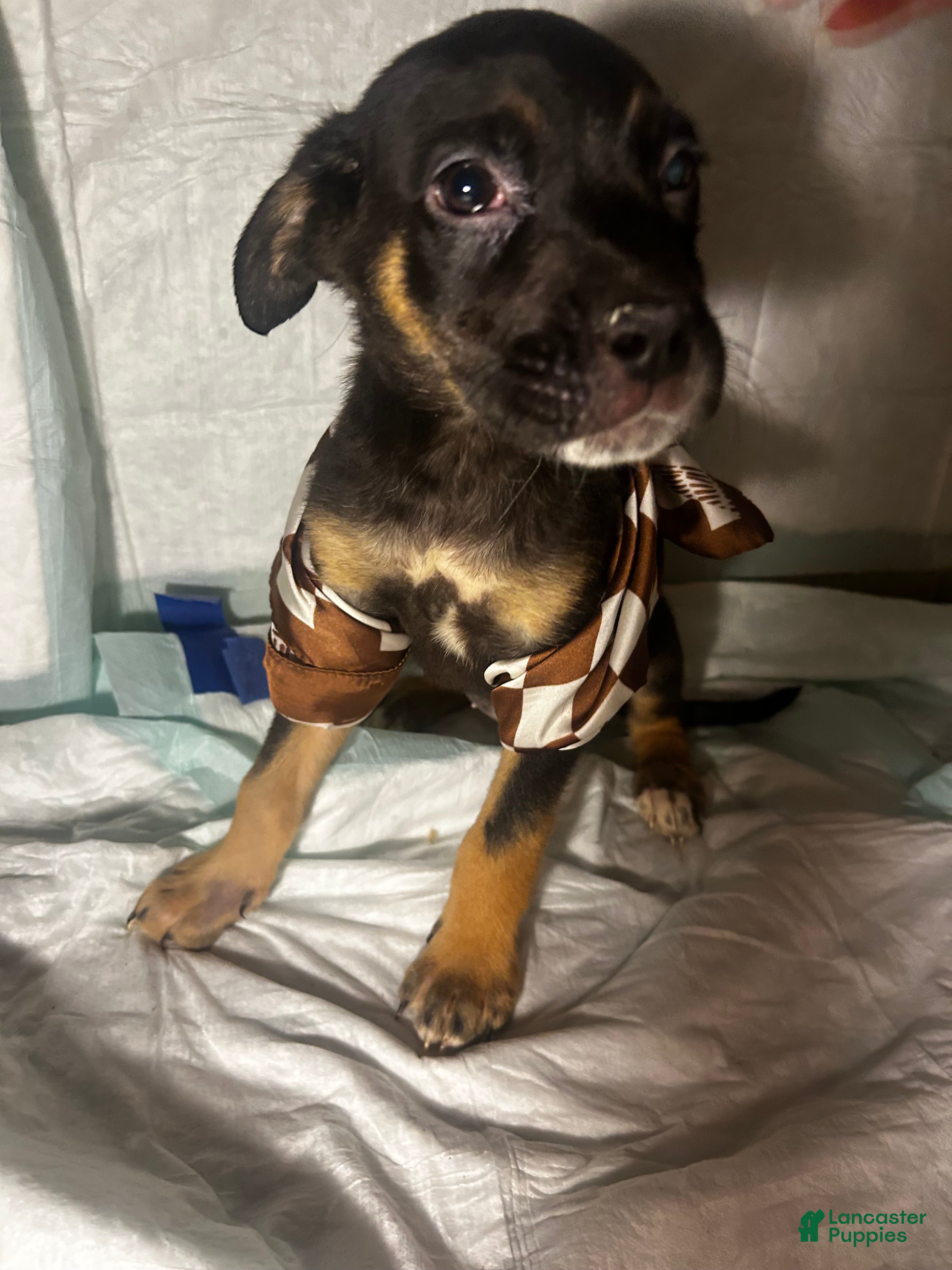 Mixed Breed dogs Mixed Breed Puppy 2 - Ad 35