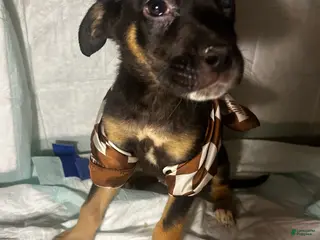 Mixed Breed dogs Mixed Breed Puppy 2 - Ad 35