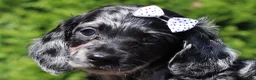 Dachshund dogs for sale: Brielle (AKC) - Ad 1