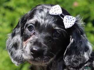Dachshund dogs Bristol (AKC) - Ad 1