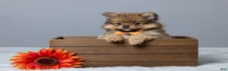 Pomeranian dogs for sale: Lane - Ad 1