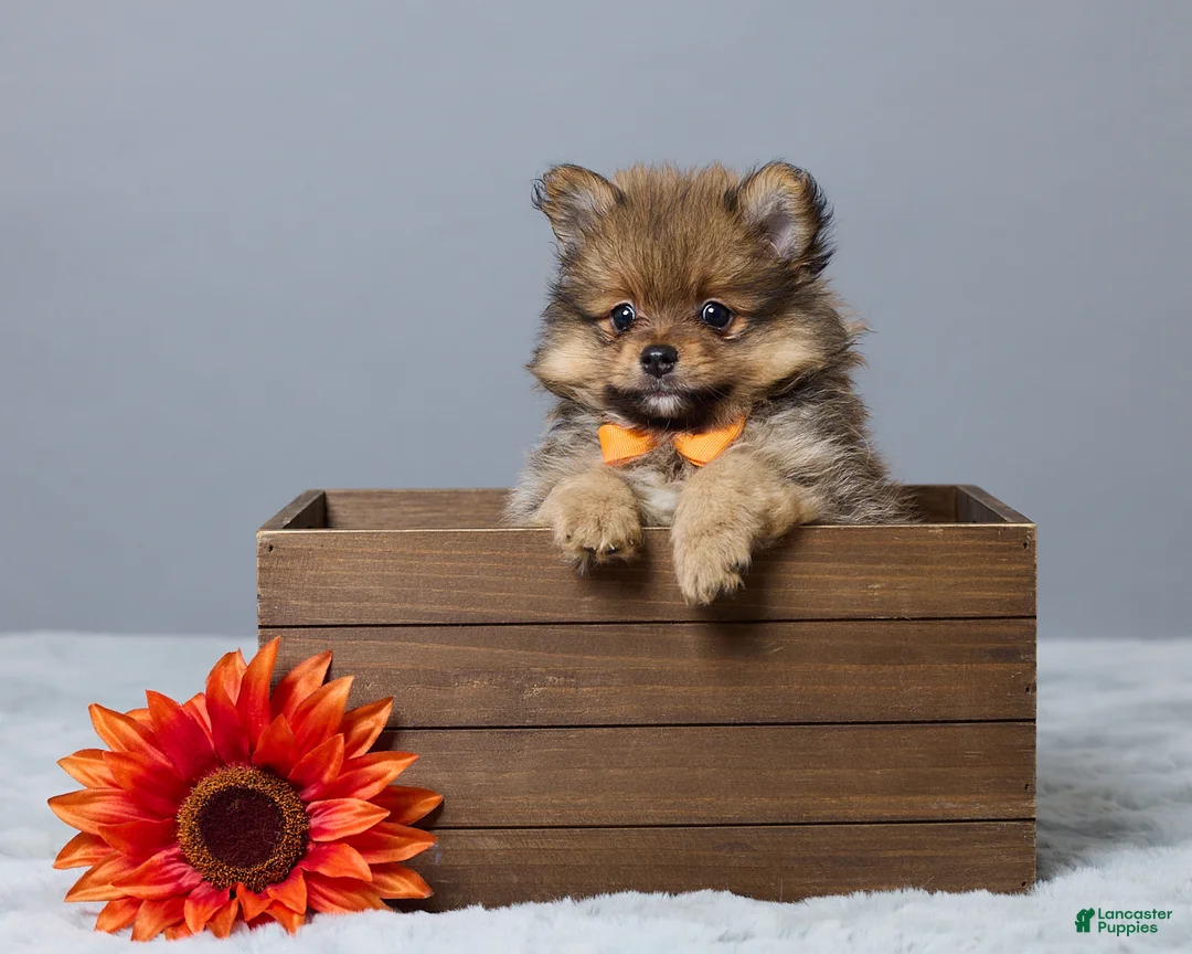 Pomeranian dogs for sale: Lane - Ad 1