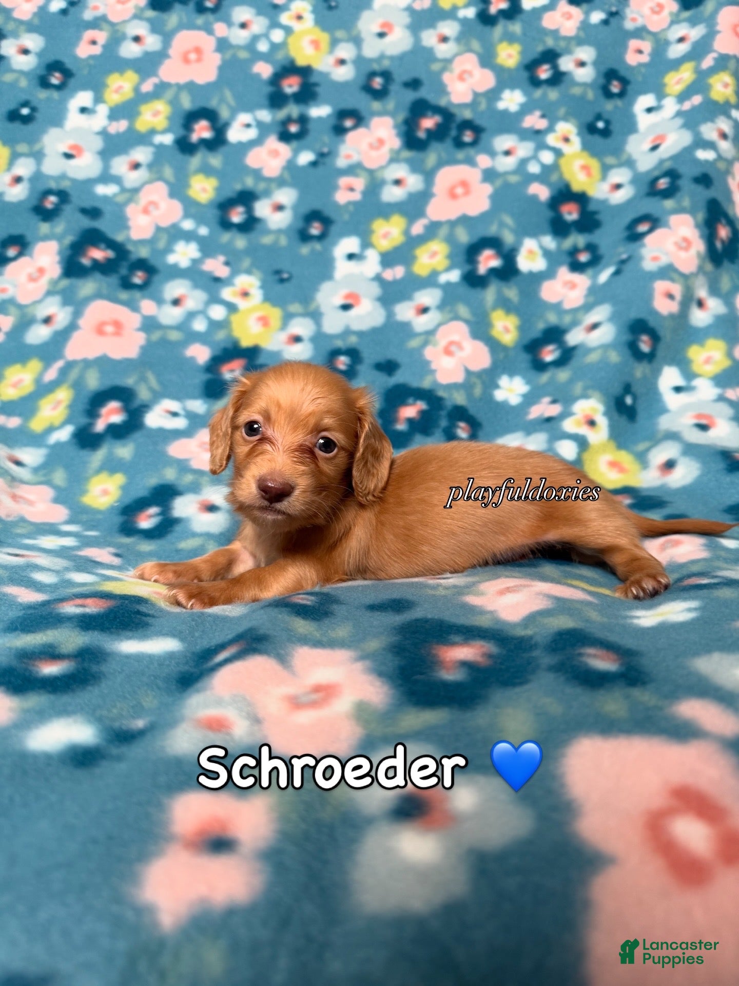 Miniature Dachshund dogs Schroeder - Red Male Dachshund Long Haired Male - Ad 1