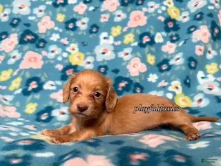Miniature Dachshund dogs Schroeder - Red Male Dachshund Long Haired Male - Ad 29