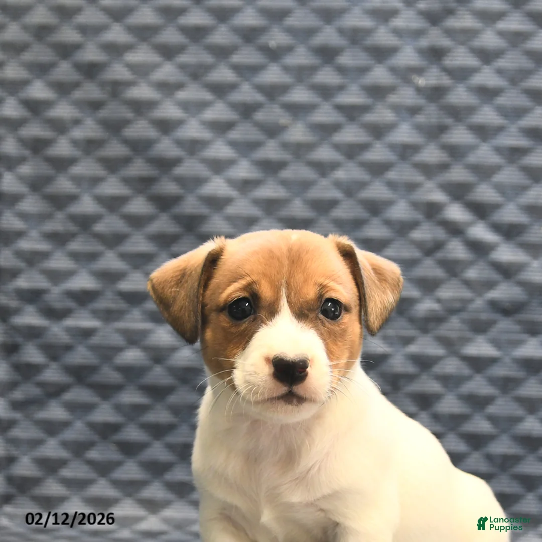 Jack Russell Terrier dogs for sale: Nola - Ad 5