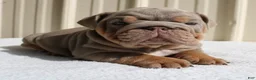 English Bulldog dogs for sale: Becca - Ad 3