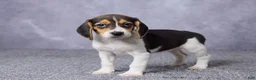 Beagle dogs for sale: Sandy - Ad 2