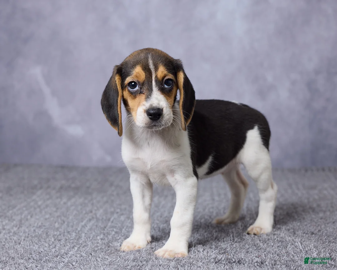 Beagle dogs for sale: Sandy - Ad 2