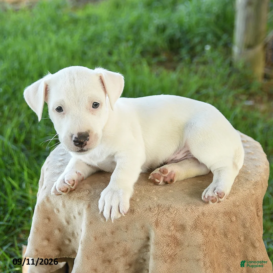 Jack Russell Terrier dogs for sale: Spot  - Ad 3