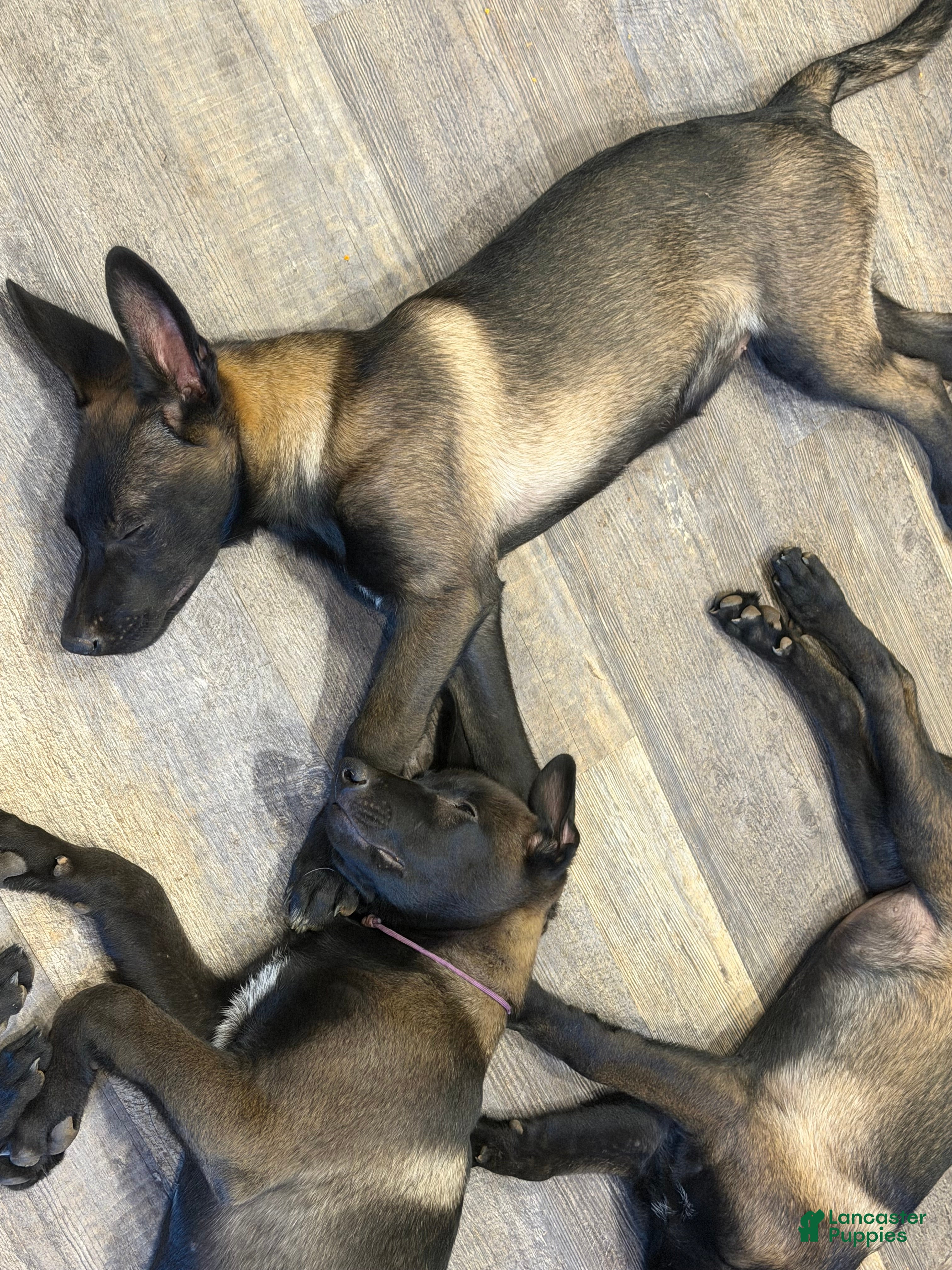 Belgian Malinois dogs OSA #2 - Ad 2