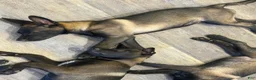 Belgian Malinois dogs for sale: OSA #2 - Ad 2