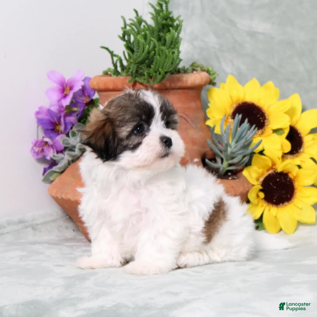 Teddy Bear dogs for sale: Universe - Ad 5
