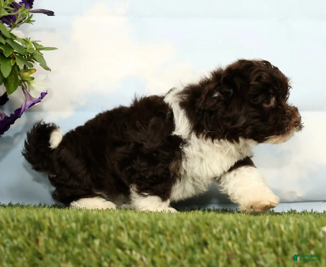 Havanese dogs for sale: Knox - Ad 2