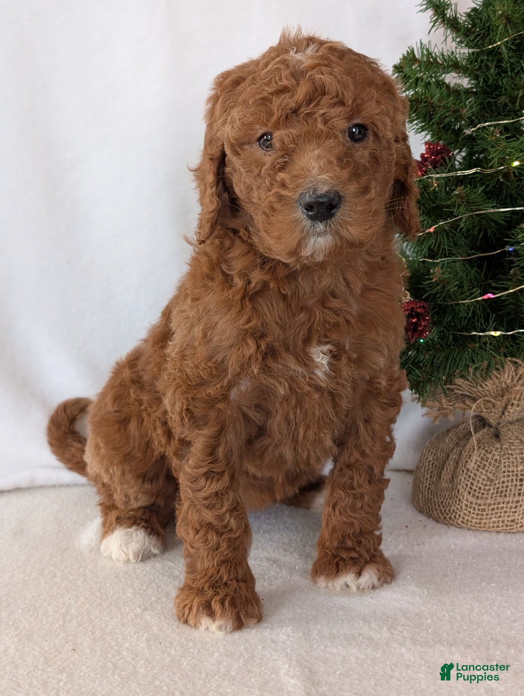 Goldendoodle dogs for sale: Miss Bella  - Ad 8