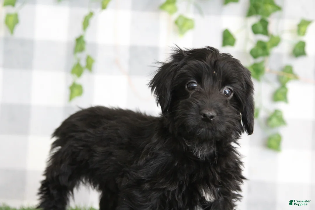 Yorkiepoo dogs for sale: Tobias - Ad 3