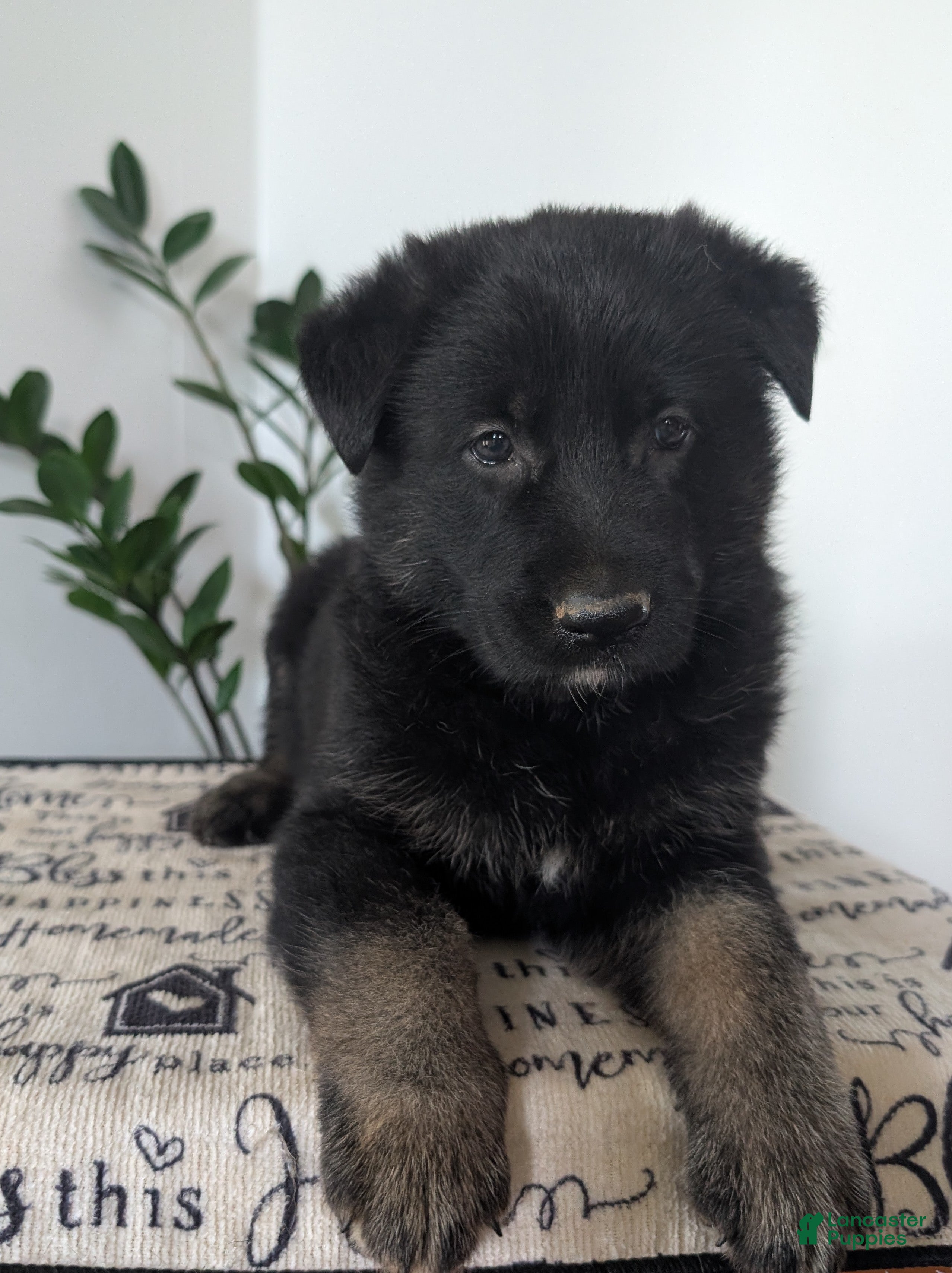 German Shepherd dogs Cash - Ad 2