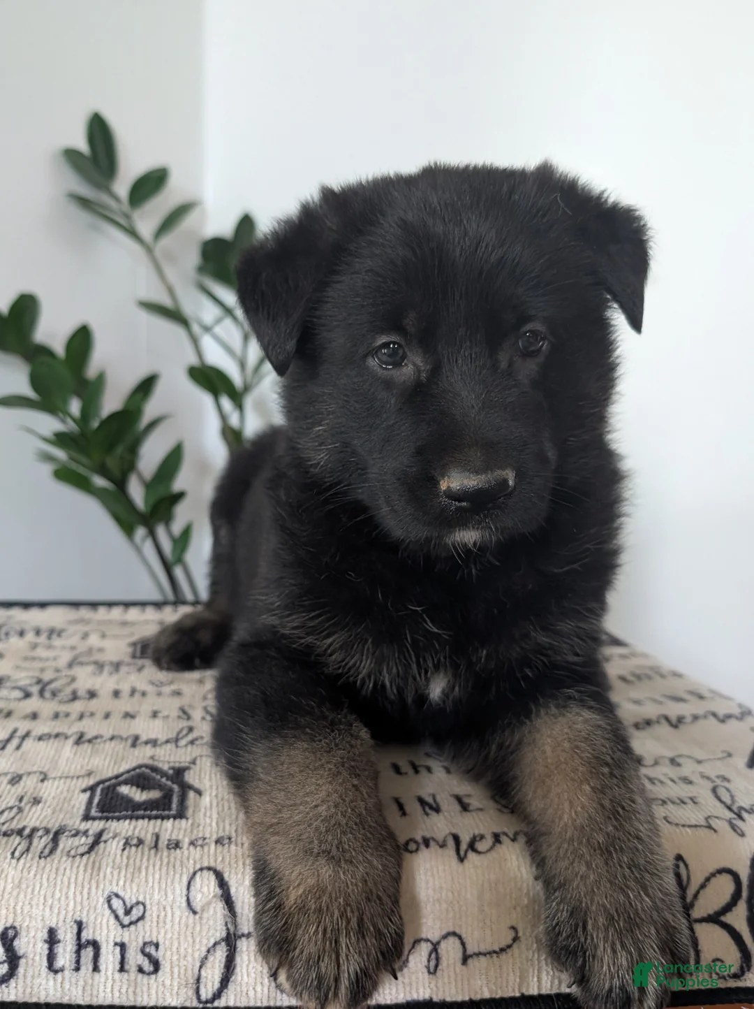 German Shepherd dogs for sale: Cash - Ad 2