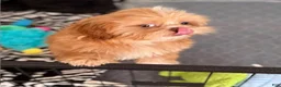Shih Tzu dogs for sale: Hattie - Ad 2