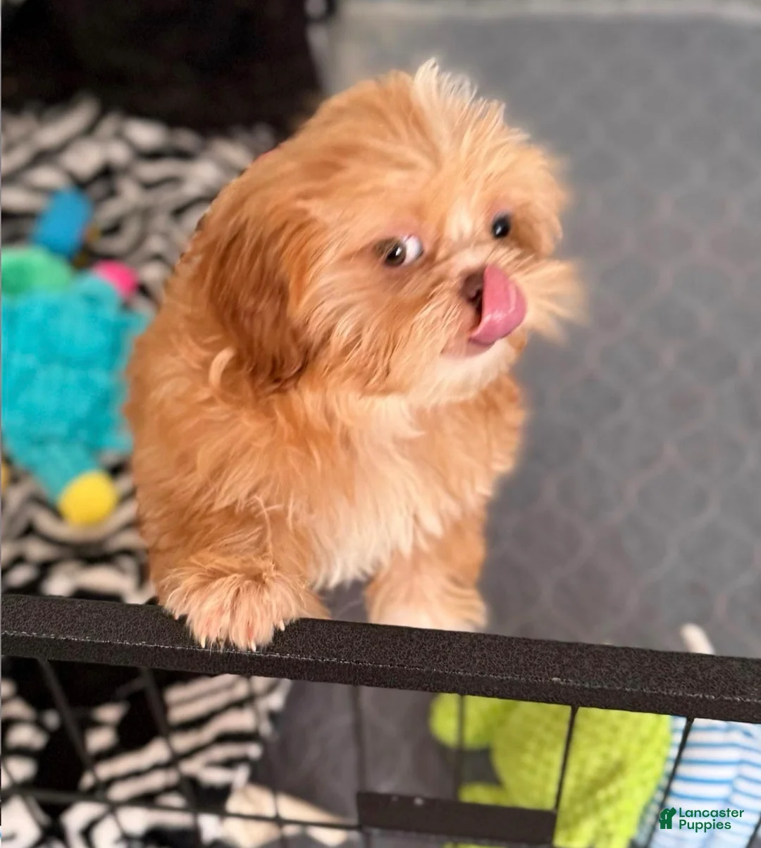 Shih Tzu dogs for sale: Hattie - Ad 2