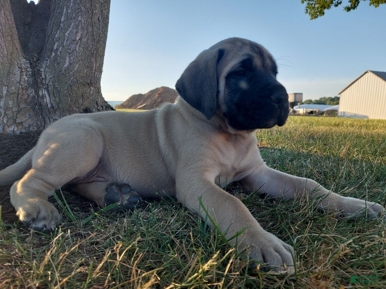 English Mastiff dogs Mark - Ad 1