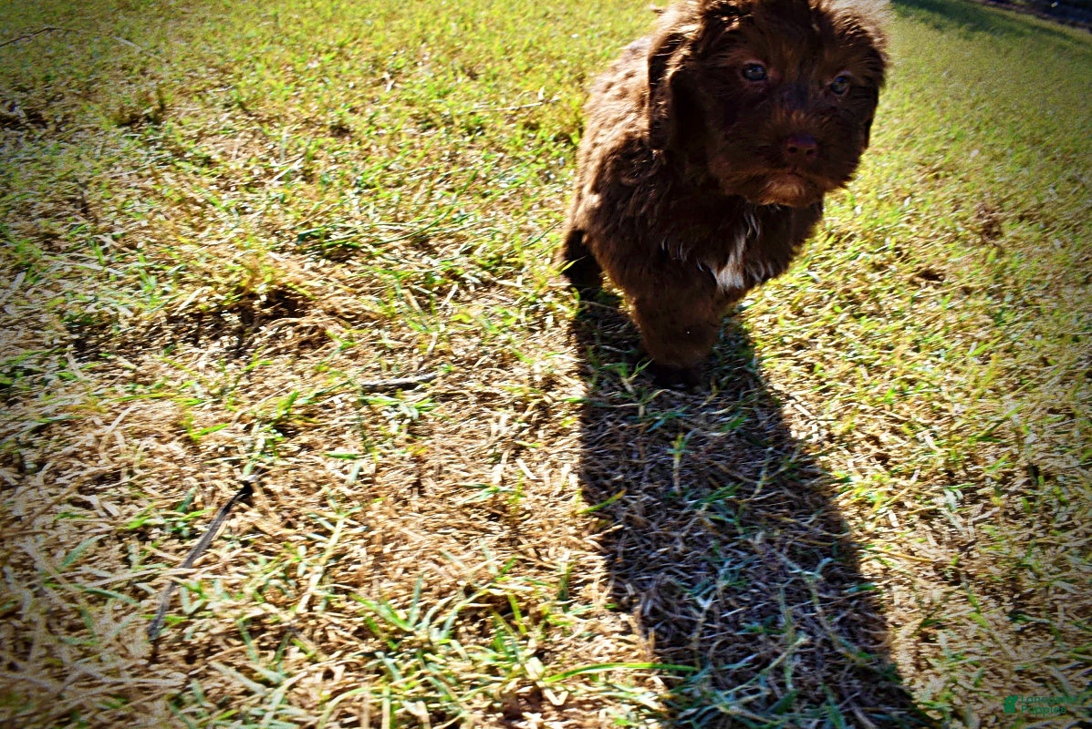 Havapoo dogs for sale: Prince - Ad 2