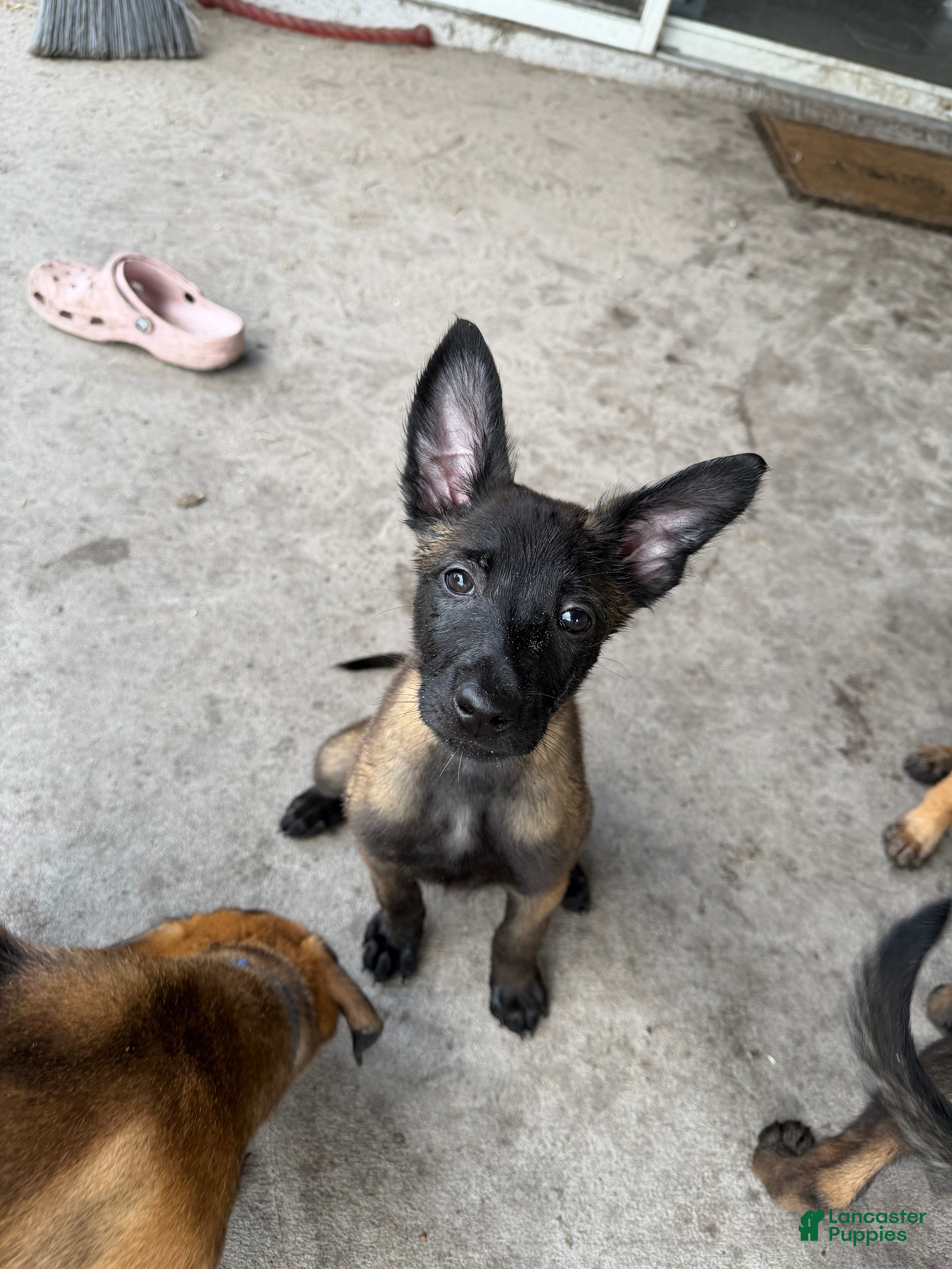 Belgian Malinois dogs Shelby - Ad 1
