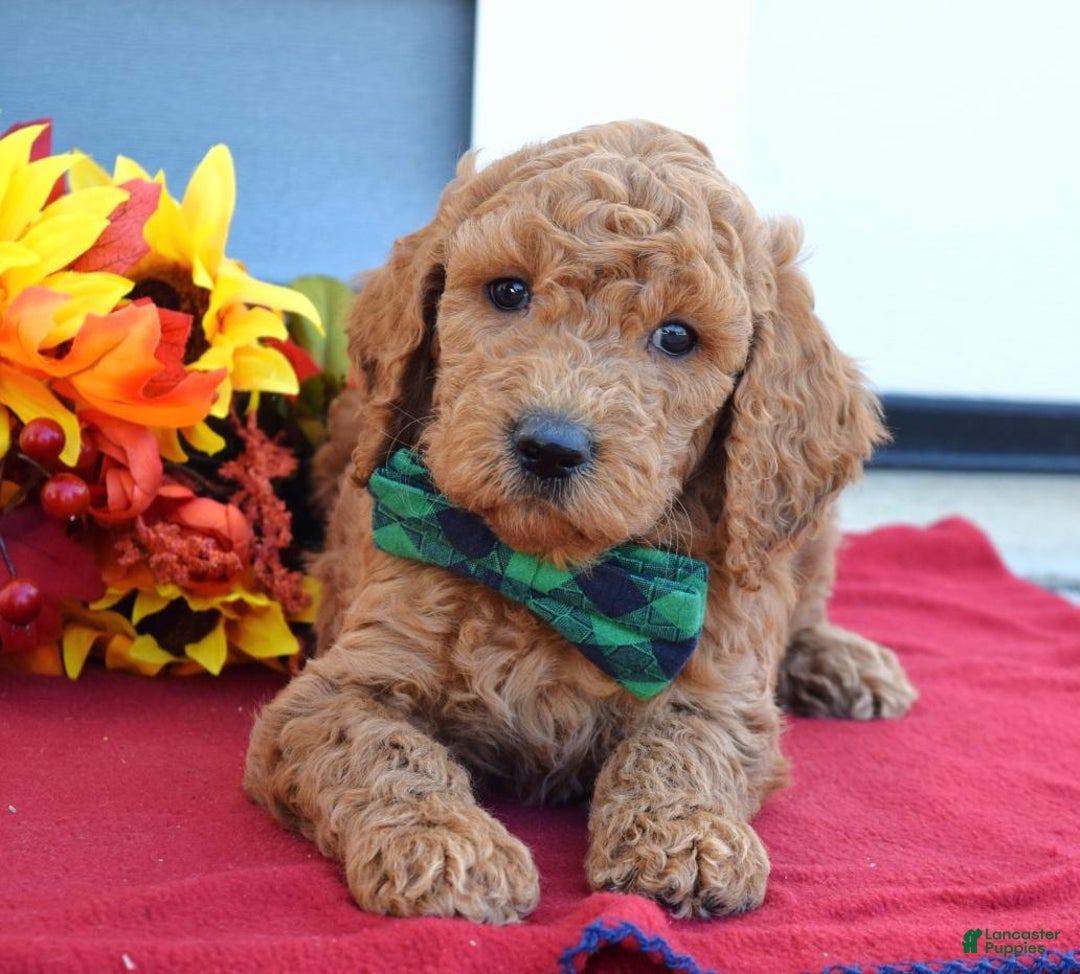 Standard Poodle dogs for sale: Maverick  - Ad 4