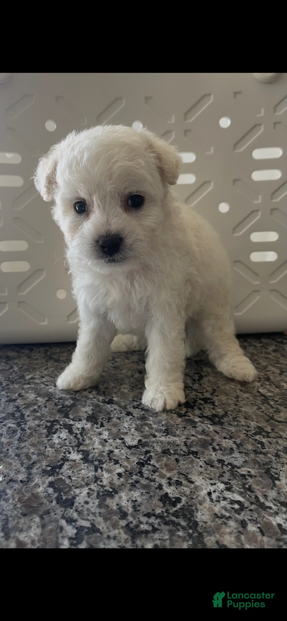 Miniature Poodle dogs Miniature Poodle 1 - Ad 5