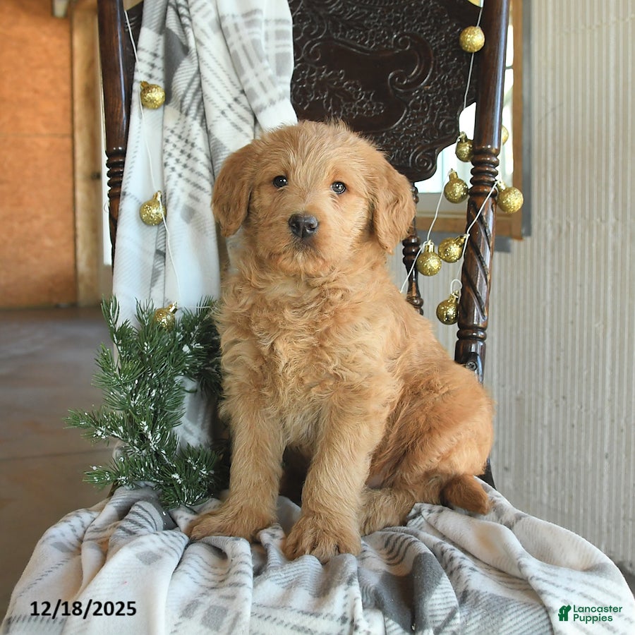 Labradoodle dogs Denver - Ad 14