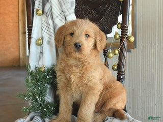 Labradoodle dogs Denver - Ad 17