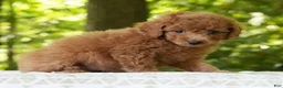 Mini Goldendoodle dogs for sale: Alice - Ad 5
