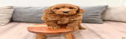 Mini Goldendoodle dogs for sale: Wally - Ad 5