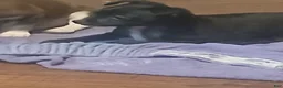 Chihuahua dogs for sale: Chihuahua 2 - Ad 3