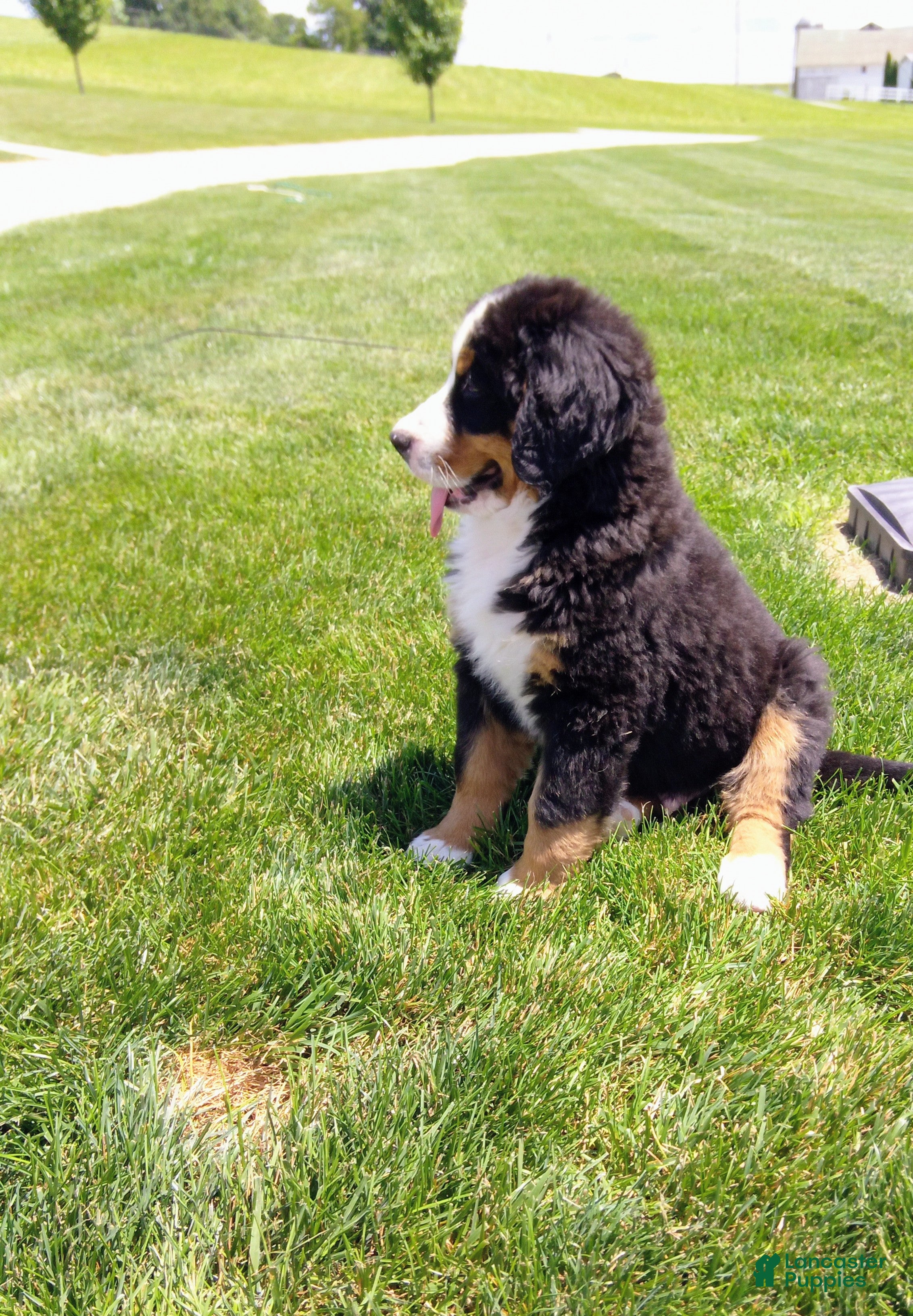 Bernese Mountain Dog dogs Turbo  - Ad 2