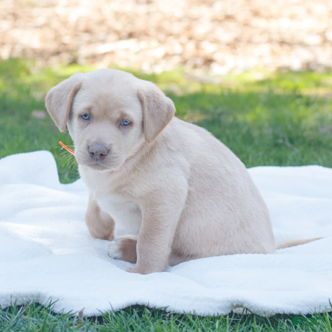 Labrador Retriever dogs for sale: Reed  - Ad 2