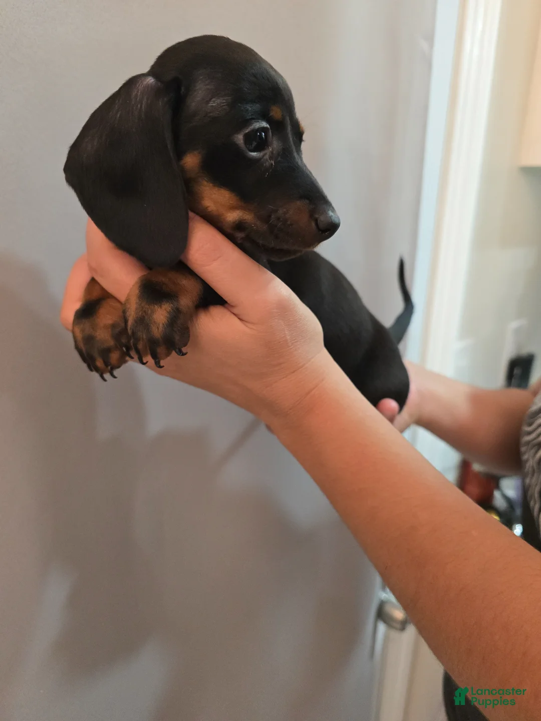 Miniature Dachshund dogs for sale: Miniature Dachshund Puppy 4 - Ad 2