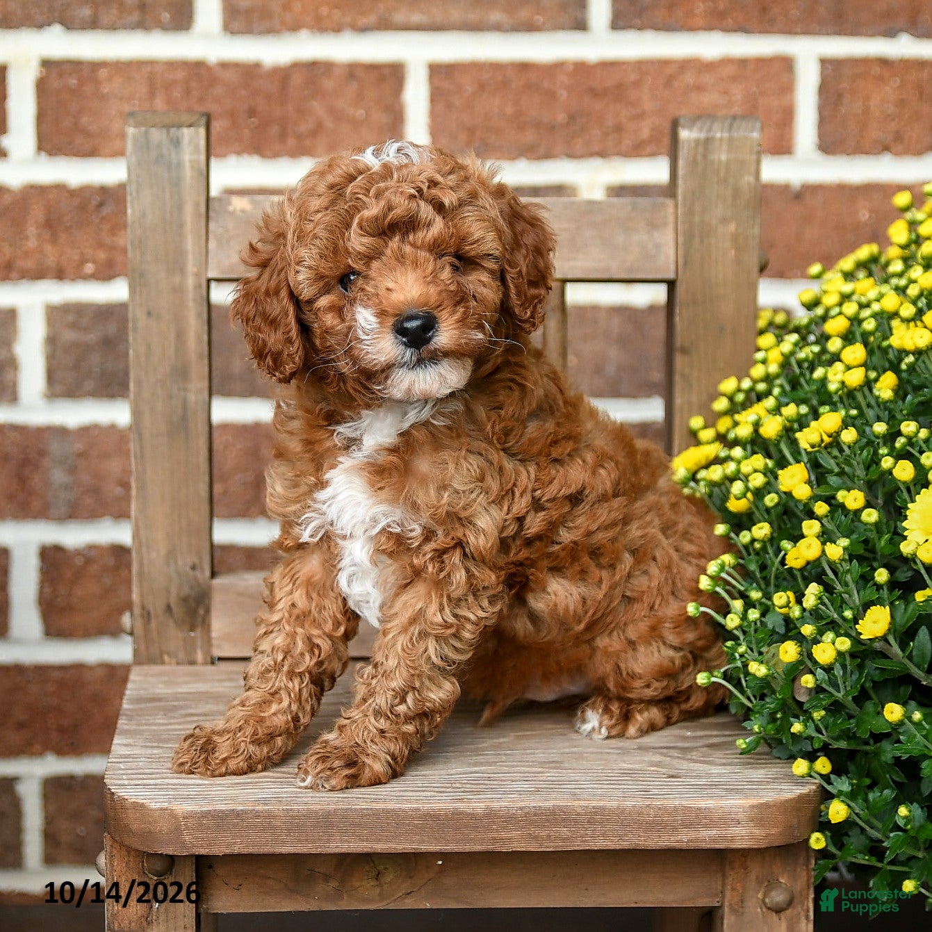 Miniature Poodle dogs Marshmallow - Ad 2