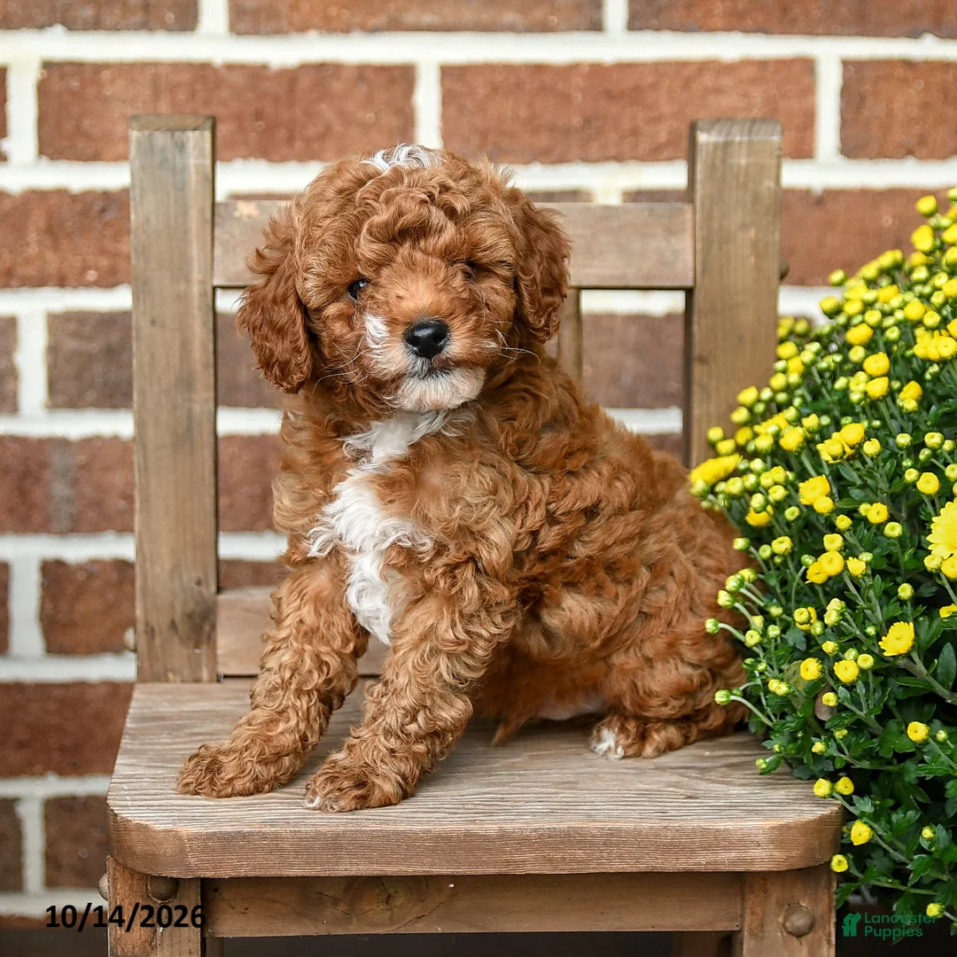 Miniature Poodle dogs for sale: Marshmallow - Ad 2