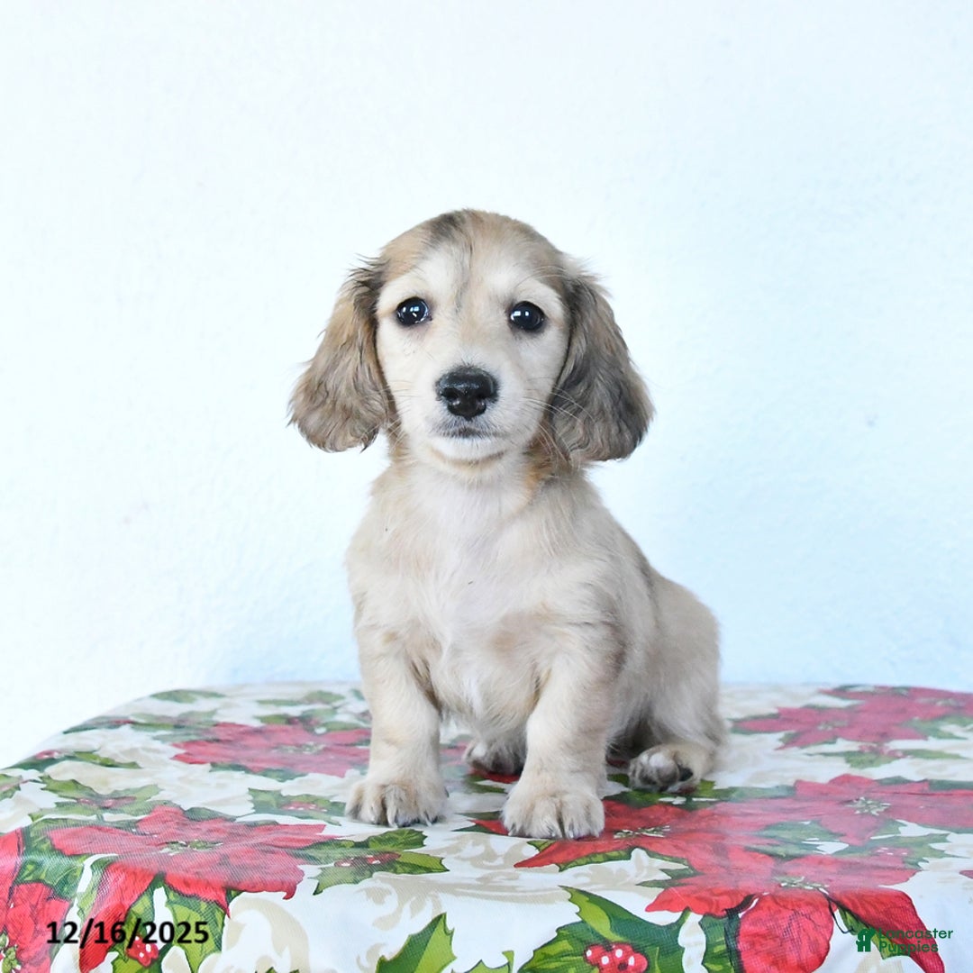 Miniature Dachshund dogs for sale: Buddy - Ad 4