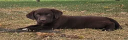 Labrador Retriever dogs for sale: Piper - Ad 3