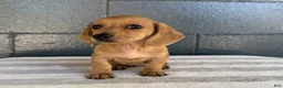 Miniature Dachshund dogs for sale: Dolly - Ad 4