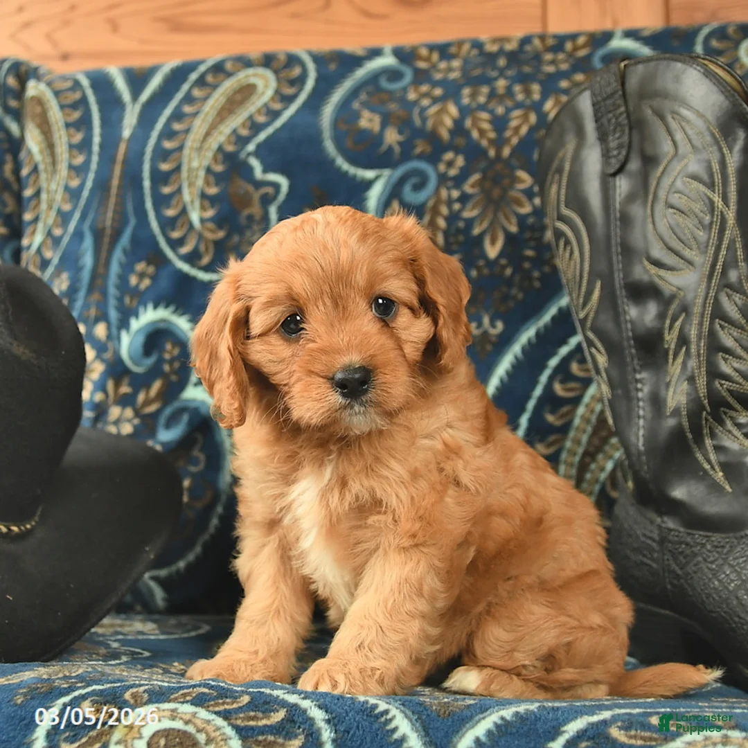 Cavapoo dogs for sale: Tango  - Ad 5